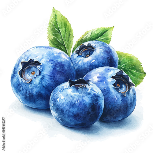 watercolor of Blueberry vector painting, isolated on a white background.