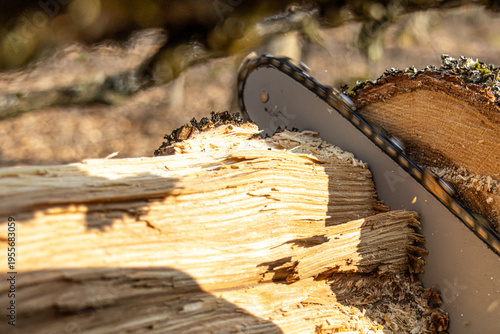 Foto A chainsaw cuts through large tree trunks in a forest setting