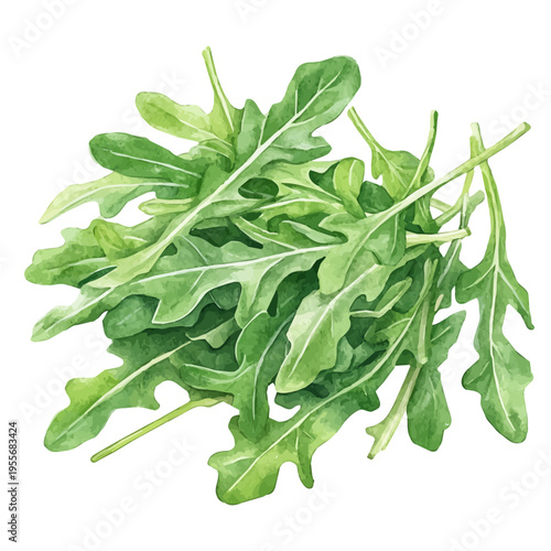 Arugula, playful watercolor vector depicting lively antics and expressive gestures, isolated on a white background.