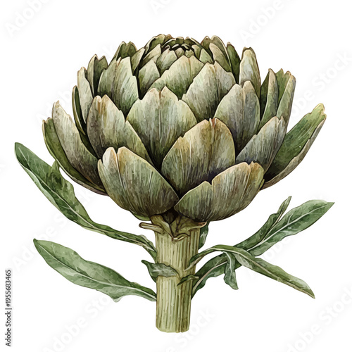 watercolor of Artichoke draw illustration, isolated on a white background.