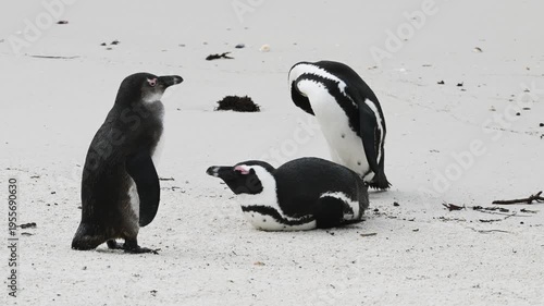 penguins on the beach, African penguin on the beach, penguin in the water, Spheniscus demersus, Cape penguin, South African penguin, cold water, Boulder Point, Bird, South Africa
