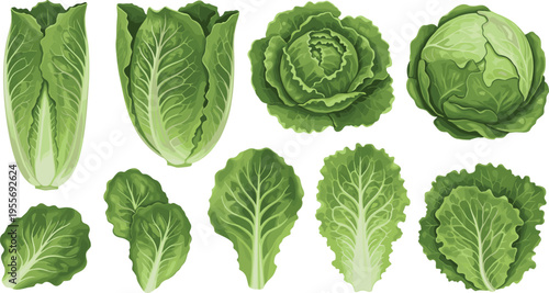 Lettuce and cabbage varieties collection with fresh green leafy vegetables isolated food vector illustration set