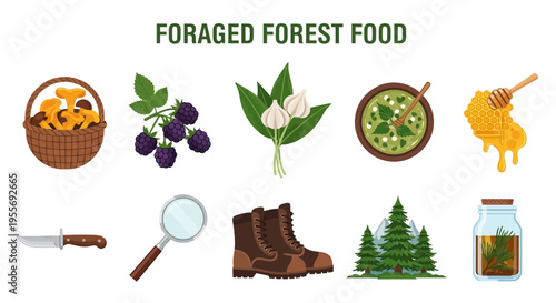 Foraged forest food and ingredients vector.