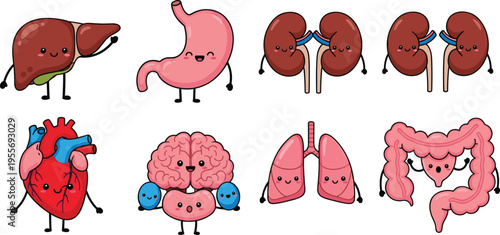 Cute human organs characters collection with liver stomach kidneys heart brain lungs and intestine cartoon vector set