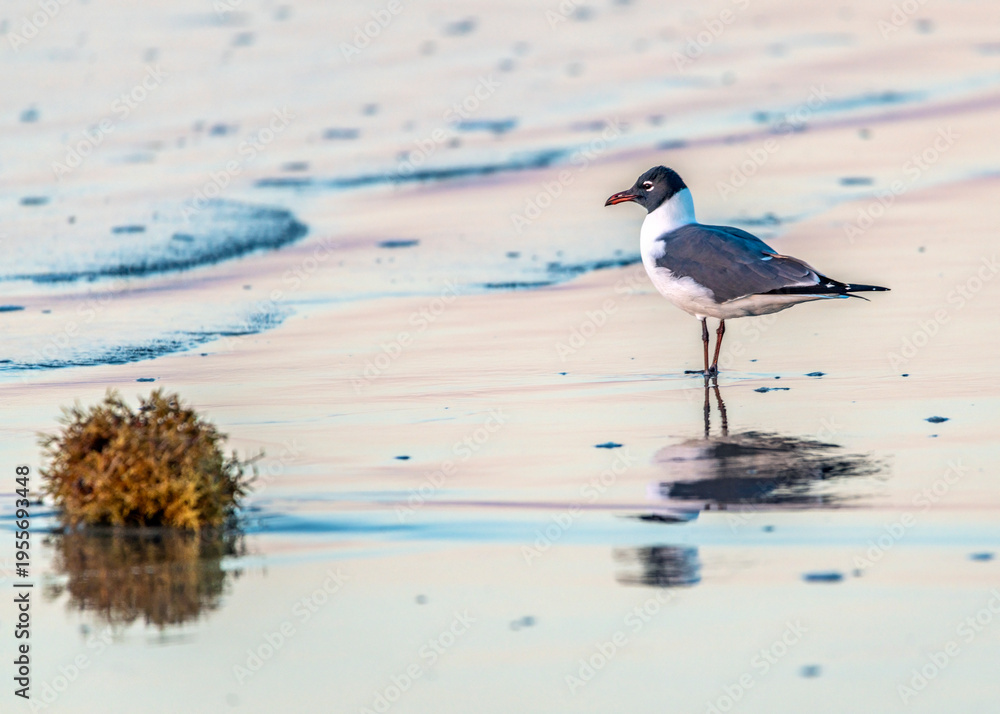 Fototapeta premium Laughing Gull in the surf at sun rise along the Texas Gulf Coast