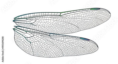 Detailed illustration of delicate dragonfly wings with intricate vein patterns.