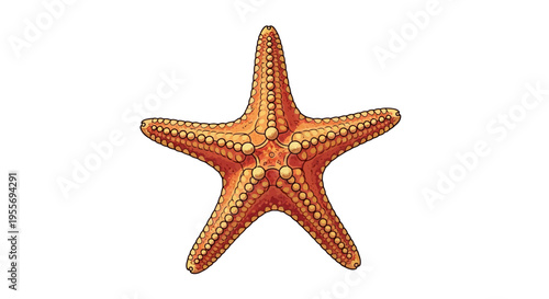 A detailed illustration of a colorful starfish on a white background.