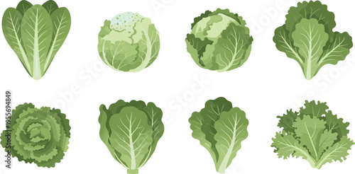 Lettuce varieties collection with different leafy greens fresh salad vegetables botanical vector illustration set