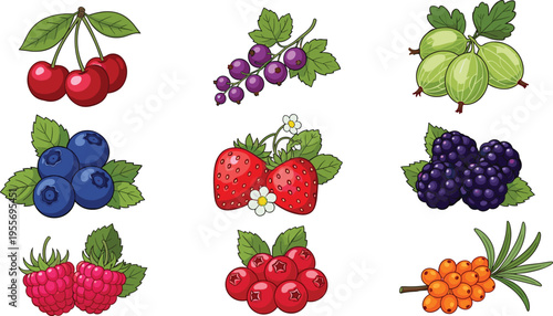 Berry fruits collection with cherry strawberry blueberry blackberry currant raspberry and gooseberry botanical vector illustration set