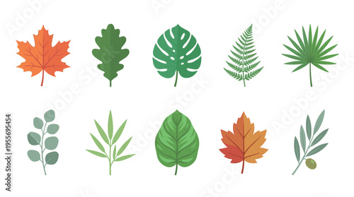 Collection of various illustrated plant leaves showing different botanical species like maple, oak, monstera, fern, and palm in a flat vector design with seasonal colors