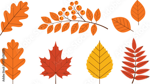 Autumn Leaves Illustration Set with Maple, Oak, Birch, and Branches in Warm Orange Colors for Fall Season, Nature, and Decorative Design