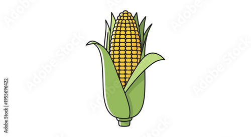Simple illustration of a fresh ear of corn on a white background.