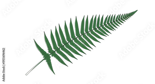 Detailed illustration of a green fern leaf on a white background