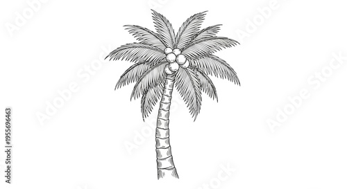 Hand-drawn sketch of a coconut palm tree with coconuts.
