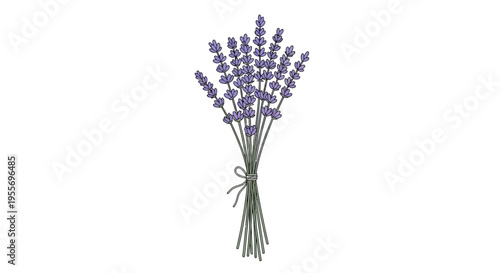 A bunch of fresh lavender flowers tied with twine