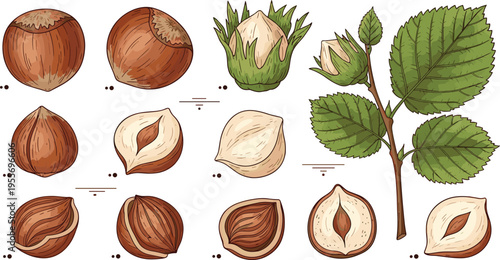 Hazelnut botanical collection with whole nuts shells kernels and leaves natural food vector illustration set