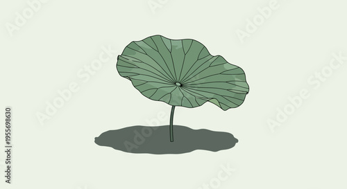 Large green lotus leaf floating water.