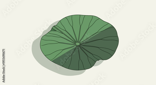 Large Green Lotus Leaf Closeup View.