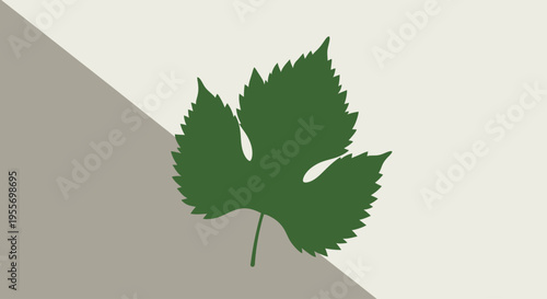 Green leaf with serrated edges closeup.