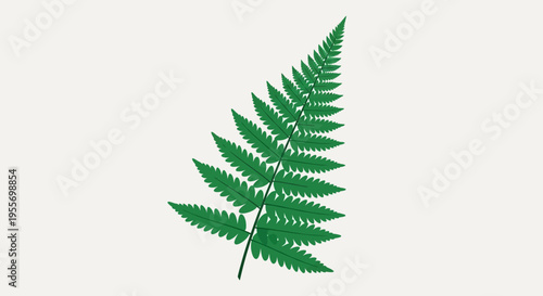 Green Fern Leaf Close Up.