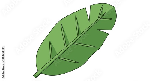 Green leaf illustration with stem.