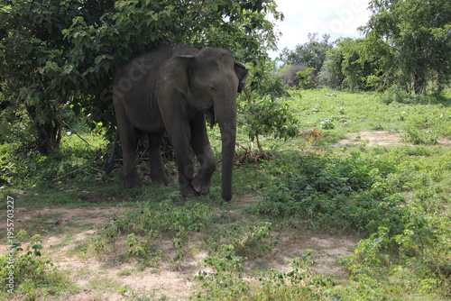 Photography elephants in the wild