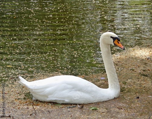 Wallpaper Mural Mute swan resting on pond bank Torontodigital.ca