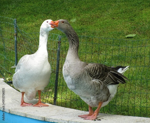 Wallpaper Mural Geese pair sharing tender moment outdoors Torontodigital.ca
