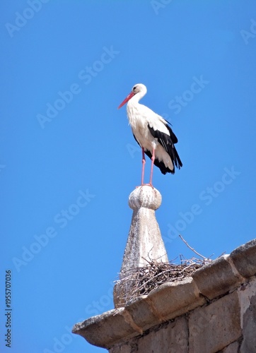 Wallpaper Mural White stork standing on stone finial above nest Torontodigital.ca