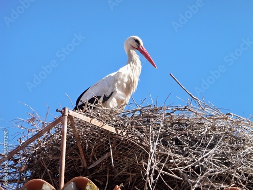 Wallpaper Mural White stork nesting on rooftop under blue sky Torontodigital.ca