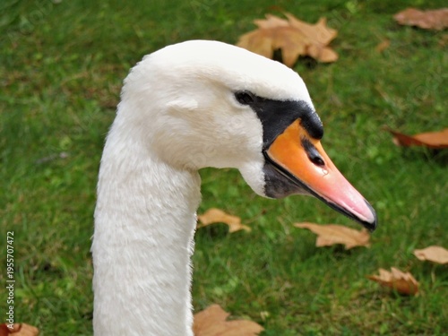 Wallpaper Mural Mute swan head close up with orange beak Torontodigital.ca