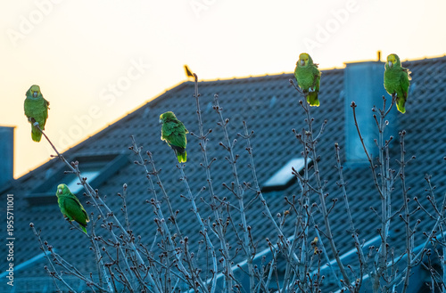 wild lebende Gelbkopfamazonen sitzen in Baumkronen in der Stadt