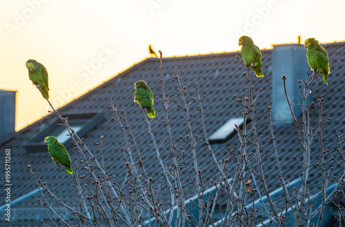 wild lebende Gelbkopfamazonen sitzen in Baumkronen in der Stadt