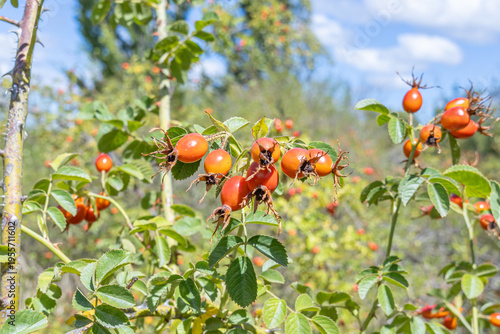 Принти на полотні Maule Region, Chile - March 16, 2026: Ripe rosehips on their bush in a rural setting