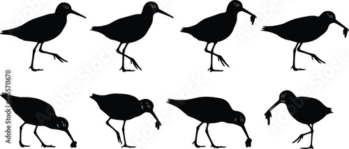 Shorebird silhouettes set, sandpiper wading bird feeding, coastal wildlife illustration, migratory avian species, isolated vector elements for nature design projects.