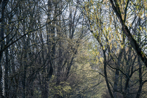 Aufblühende Baumkronen im Frühling
