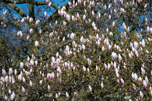 Magnolien-Baumblüte