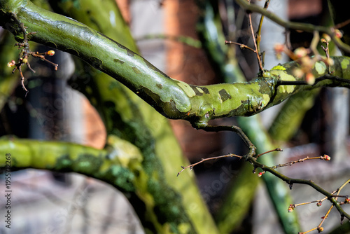 Nahaufnahme eines Asts einer Platane