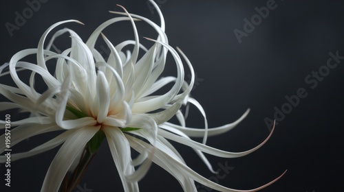 A close-up photo of a white Epiphyllum oxypetalum flower on a dark background indoors.