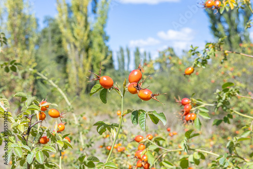 Принти на полотні Maule Region, Chile - March 16, 2026: Ripe rosehips on their bush in a rural setting