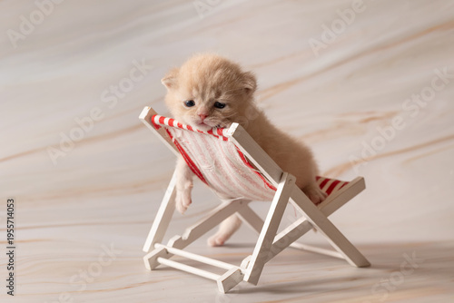 Newborn British Shorthair kittens. Studio photoshoot