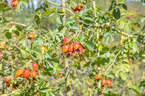 Foto Maule Region, Chile - March 16, 2026: Ripe rosehips on their bush in a rural setting