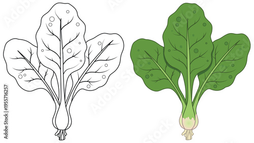 Spinach provides a fresh green organic leafy vegetable for healthy salads and clean eating