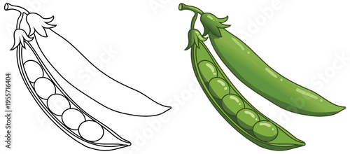 Pea pod with seeds isolated clean line art vegetable coloring page illustration