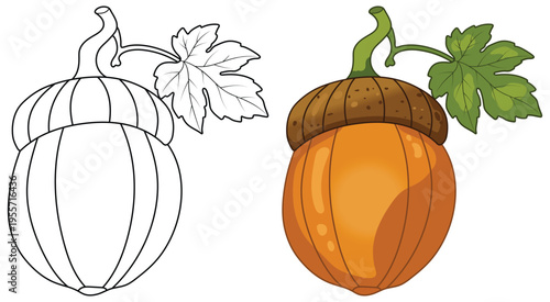 Acorn squash vegetable illustration isolated clean outline and colored version