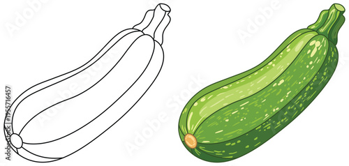 Zucchini vegetable illustration isolated clean outline and colored version for kids
