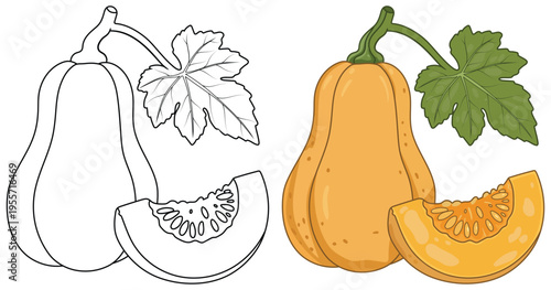 Butternut squash vegetable illustration isolated clean outline and colored version