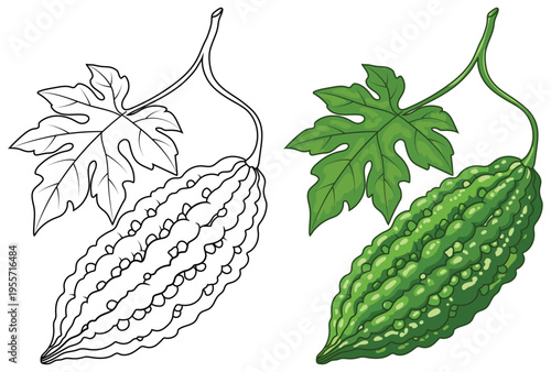 Bitter melon vegetable illustration isolated clean outline and colored version