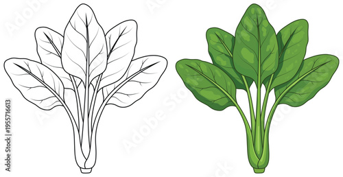 Spinach leaves illustration isolated in outline and colored vector style for kids