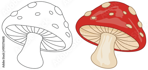 Mushroom illustration isolated with spotted cap in outline and colored vector style